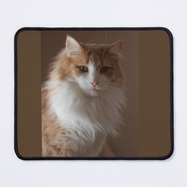 Artikelvorschau, Emery the Cat mit seitlicher Beleuchtung entworfen und verkauft von PaulKPhoto.