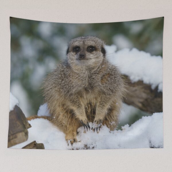 Aperçu de l'œuvre Suricate dans la neige créée et vendue par rawshutterbug.