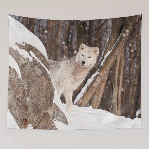 Aperçu de l'œuvre Loup arctique créée et vendue par WolvesOnly.