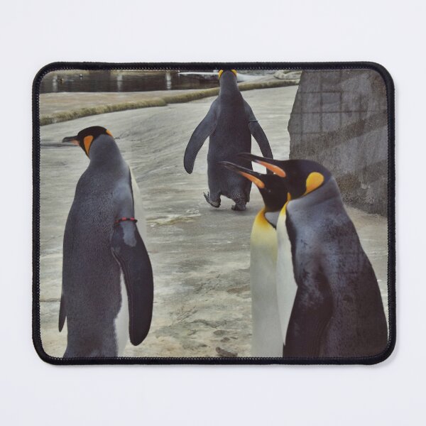 Item preview, Penguins Photography in Zoo Edinburgh designed and sold by aloresarts.