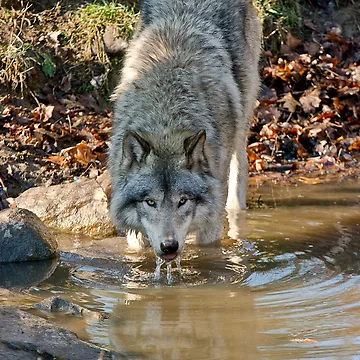 Artwork thumbnail, Timber Wolf by WolvesOnly