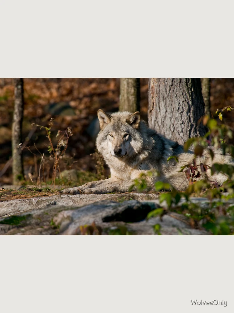 Thumbnail 6 von 6, Premium Oversized Pullover, Timber Wolf designt und verkauft von WolvesOnly.