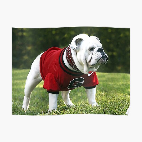 uga dog sweater