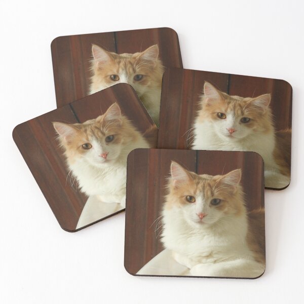 Item preview, Emery the Cat Posing designed and sold by PaulKPhoto.
