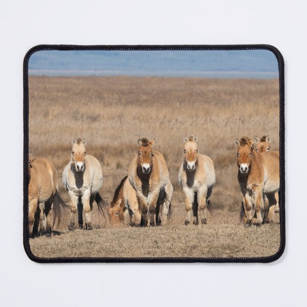 Item preview, A group of Przewalski horses designed and sold by Stefan Rotter.