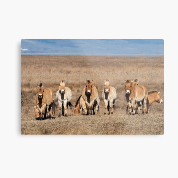 Aperçu de l'œuvre Un groupe de chevaux de Przewalski créée et vendue par Stefan Rotter.