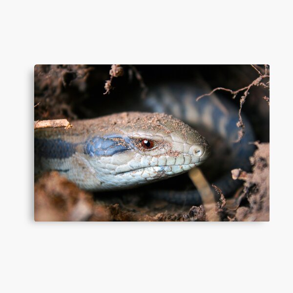 Item preview, Eastern Blue Tongued Lizard (Tiliqua scincoides scincoides) designed and sold by Mannaandkarri.