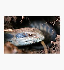 Eastern Blue Tongued Lizard (Tiliqua scincoides scincoides) Photographic Print