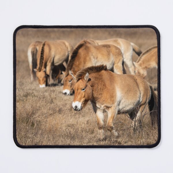 Item preview, A group of Przewalski horses designed and sold by Stefan Rotter.