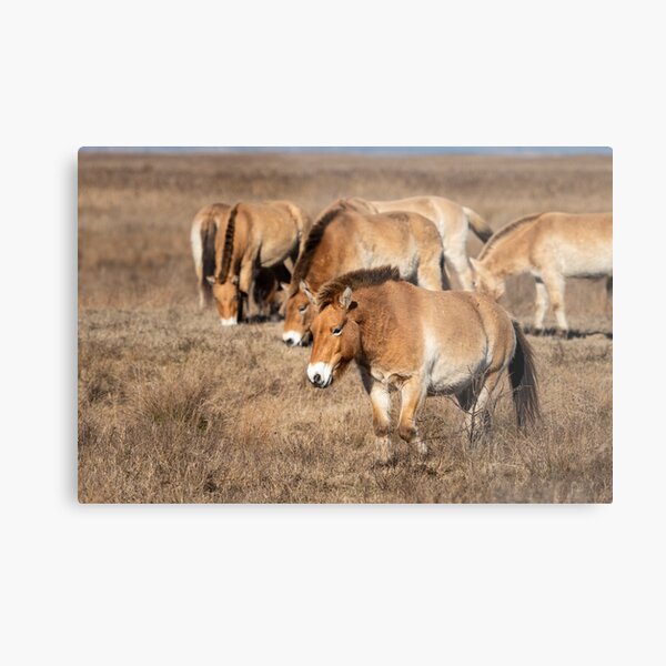 Aperçu de l'œuvre Un groupe de chevaux de Przewalski créée et vendue par Stefan Rotter.
