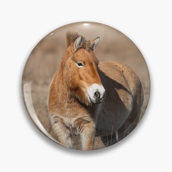 Item preview, A Przewalski horse on a meadow designed and sold by Stefan Rotter.