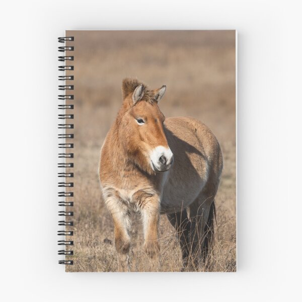 Item preview, A Przewalski horse on a meadow designed and sold by Stefan Rotter.