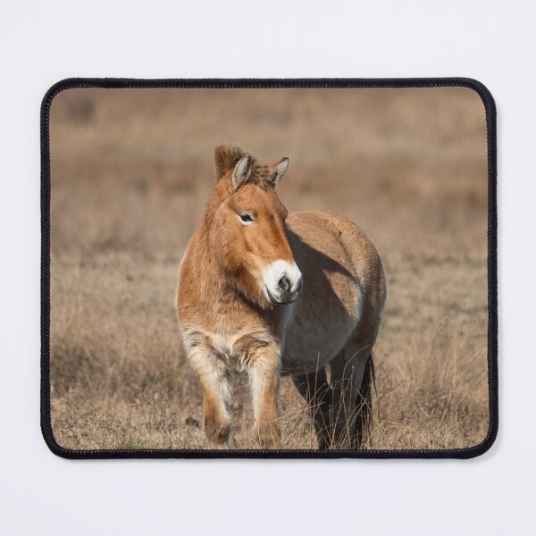 Item preview, A Przewalski horse on a meadow designed and sold by Stefan Rotter.