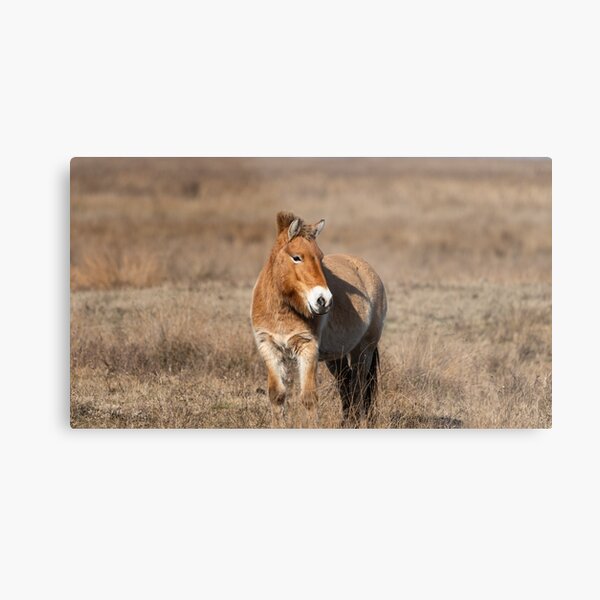 Aperçu de l'œuvre Un cheval de Przewalski sur un pré créée et vendue par Stefan Rotter.
