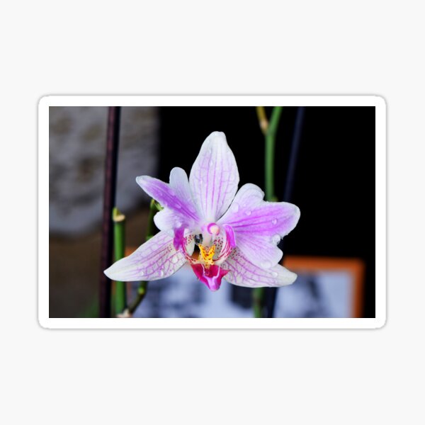 Pink Orchid Flower Sticker