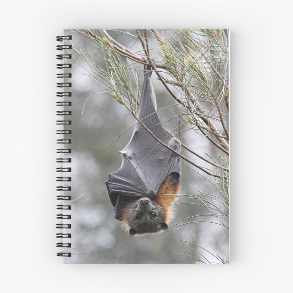 Item preview, Grey Headed Flying Fox (Pteropus policephalus) designed and sold by Mannaandkarri.