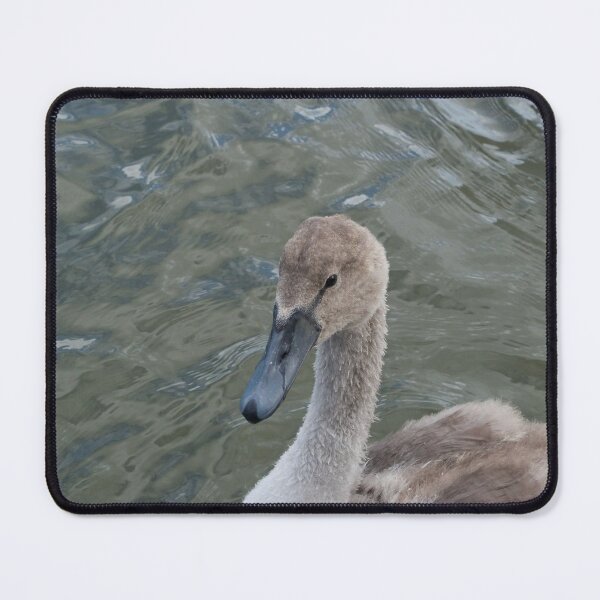 Item preview, Young Swan Cygnet designed and sold by thelemmingface.