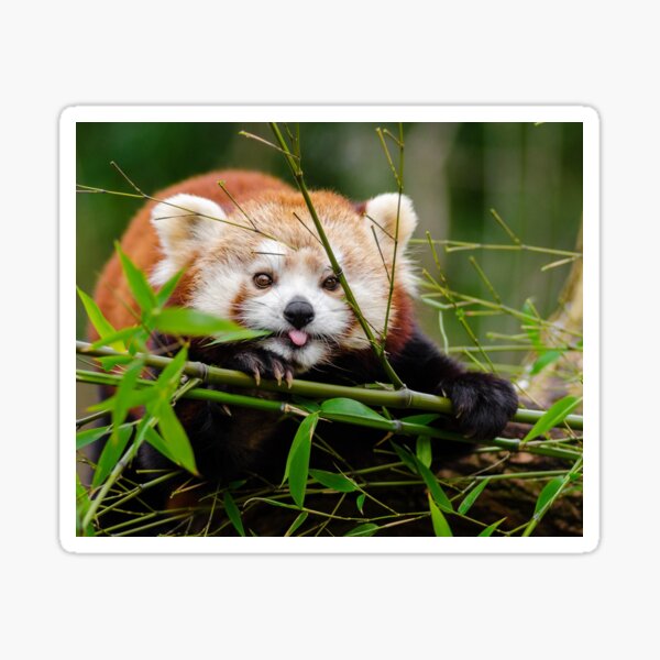 Item preview, Red Pandas face designed and sold by Oksanka21.
