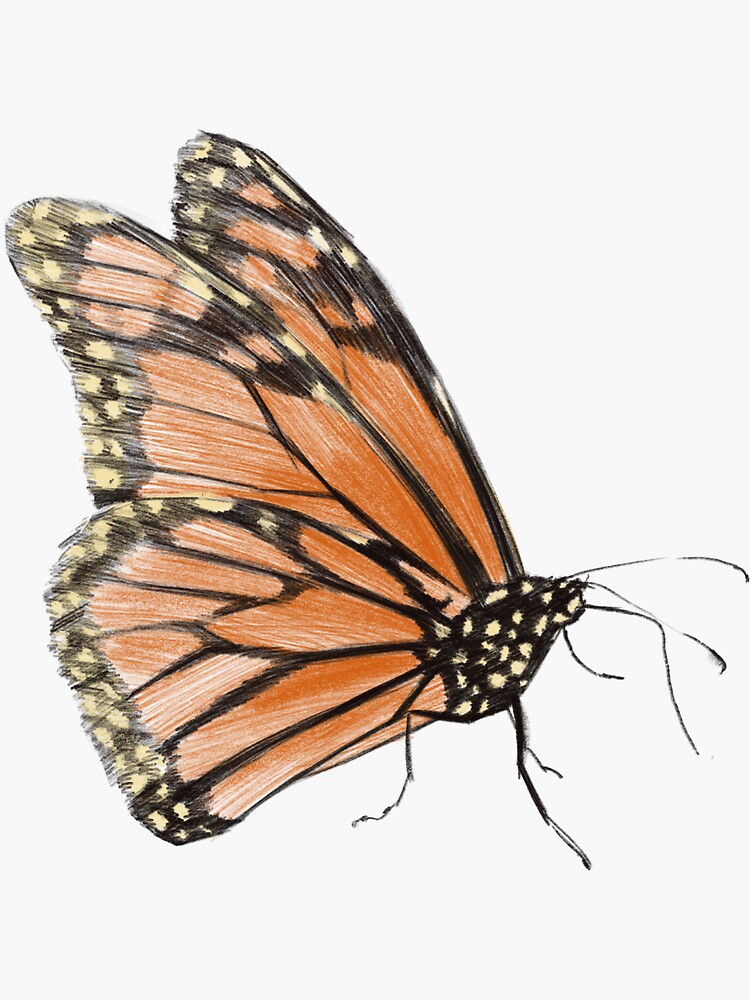 Monarch Butterfly Stock Illustration - Download Image Now - Monarch  Butterfly, Watercolor Painting, Drawing - Art Product - iStock