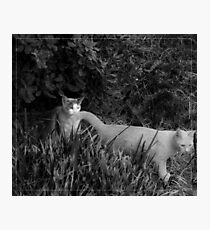 Alluring Photographic Print