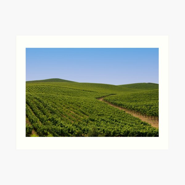 Vineyards Art Print