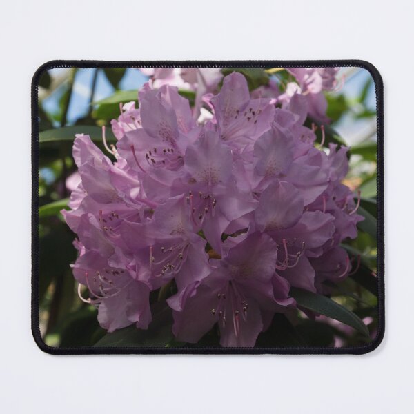Item preview, A Cluster of Hot Pink Azalea Flowers designed and sold by Georgia Mizuleva.