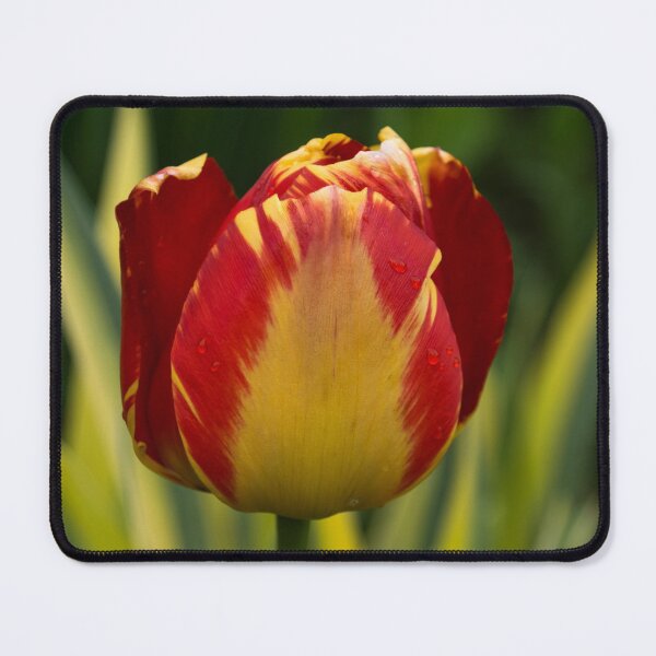 Item preview, Sparkles and Warmth - a Red and Yellow Tulip in the Spring Rain designed and sold by Georgia Mizuleva.