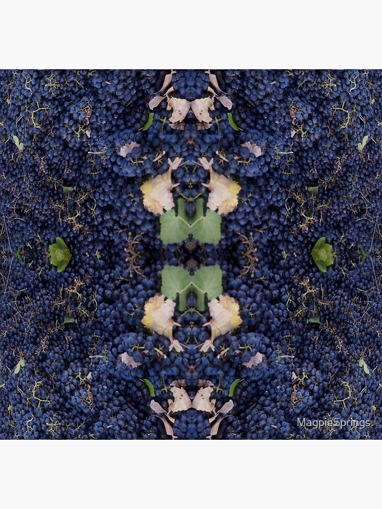 "Merlot Grapes Wine Region in Vintage Adelaide Hills / Fleurieu