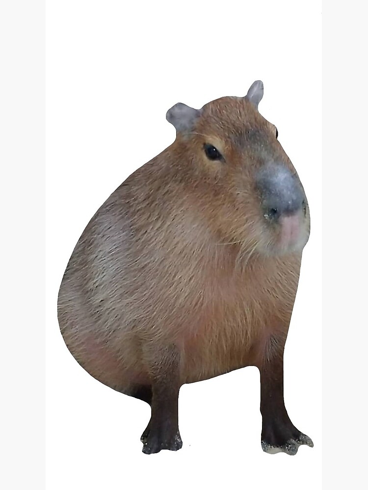 Capybara png images