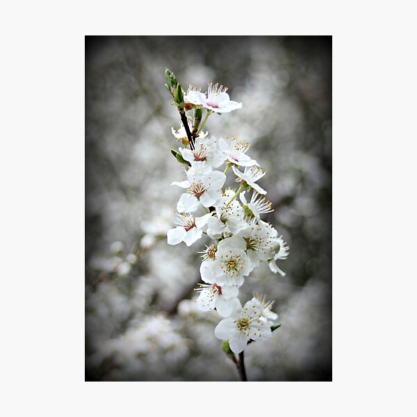 Item preview, Blossoming designed and sold by Karen Tregoning.