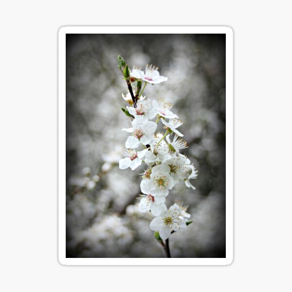 Regalos y productos: Almendros En Flor | Redbubble