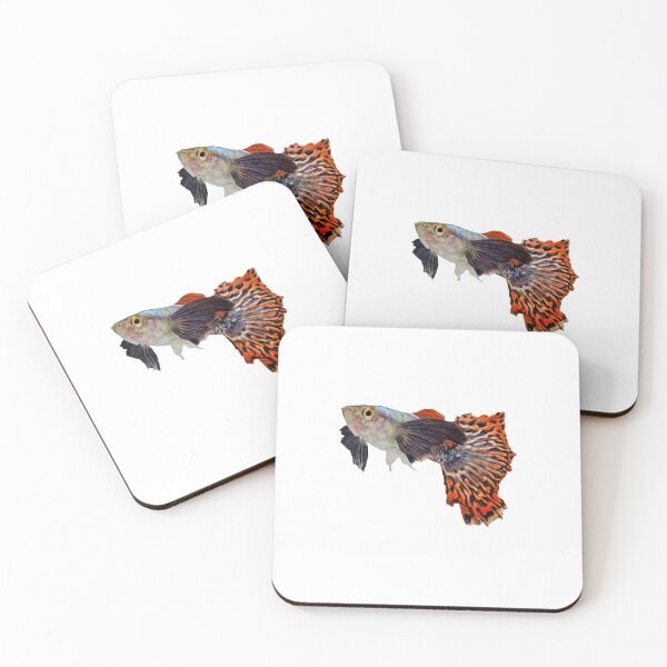Item preview, Male Elephant Ear Guppy (Poecilia reticulata) -  For all Guppy lovers designed and sold by AquariumExp.