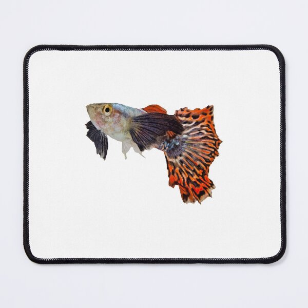 Item preview, Male Elephant Ear Guppy (Poecilia reticulata) - For all Guppy lovers designed and sold by AquariumExp.