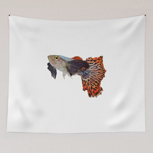 Item preview, Male Elephant Ear Guppy (Poecilia reticulata) -  For all Guppy lovers designed and sold by AquariumExp.