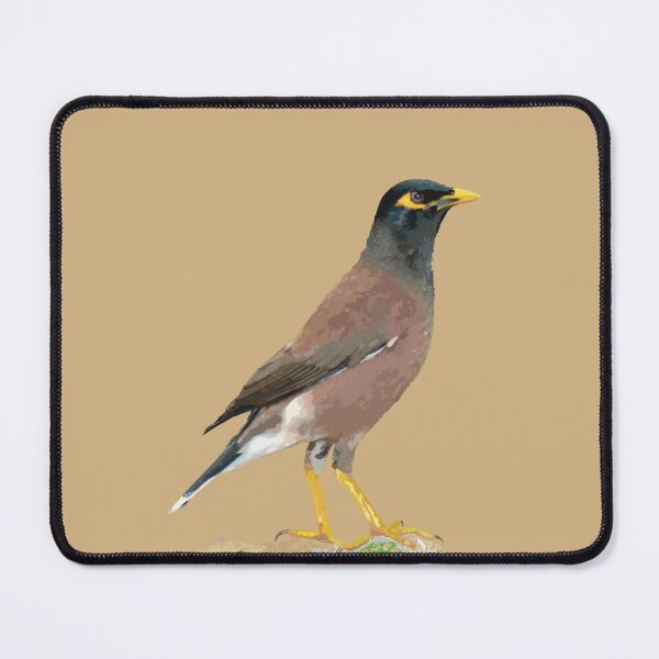 Pencil drawing of a Myna – V.J. Joson