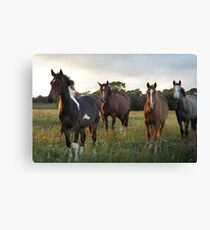 Herd of Horses Canvas Print