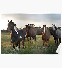 Herd of Horses Poster