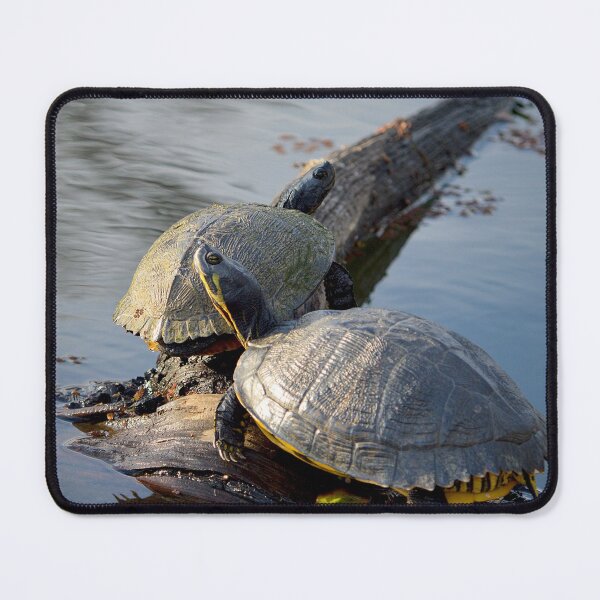 Item preview, Coastal Plain Cooters 1 designed and sold by Nature's Reflections.
