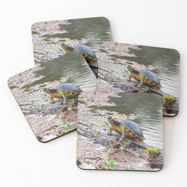 Item preview, Cooter 4 designed and sold by Nature's Reflections.
