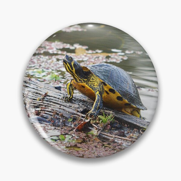 Item preview, Cooter 4 designed and sold by Nature's Reflections.