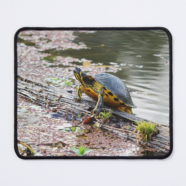 Item preview, Cooter 4 designed and sold by Nature's Reflections.