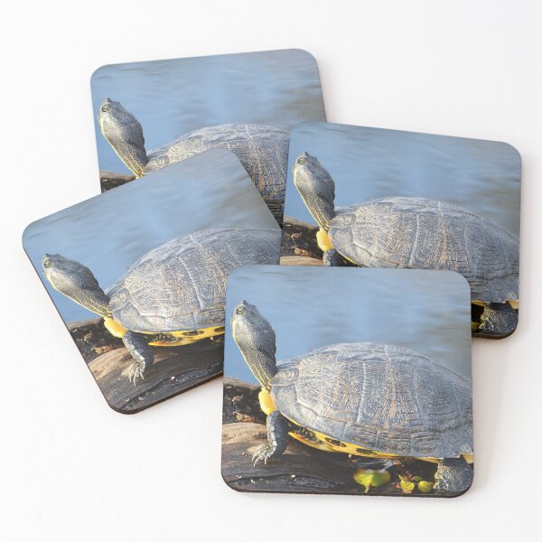Item preview, Cooter 5 designed and sold by Nature's Reflections.