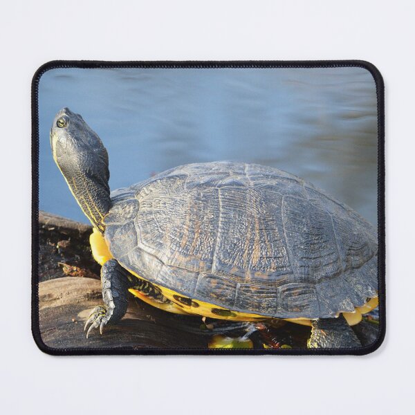 Item preview, Cooter 5 designed and sold by Nature's Reflections.