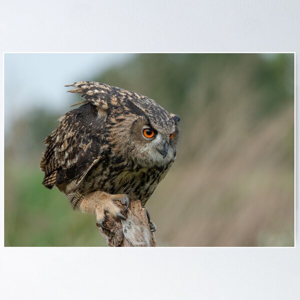 Item preview, Owl on pole designed and sold by Nicole W..