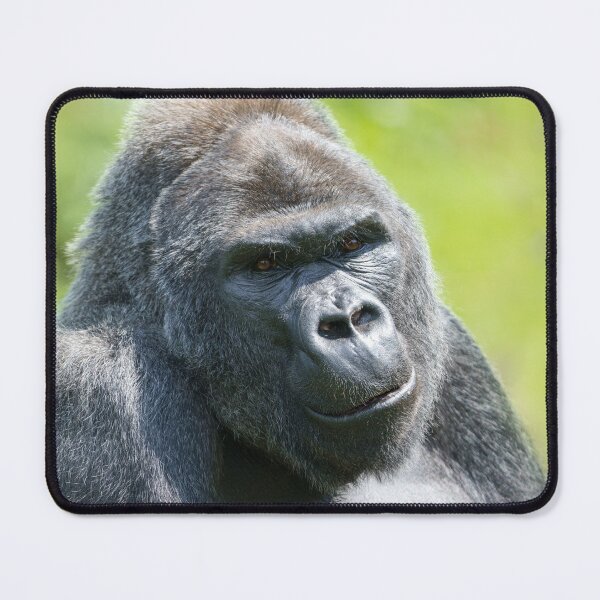 Item preview, Silverback Portrait designed and sold by rawshutterbug.