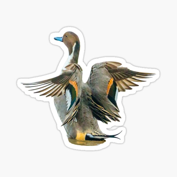 Item preview, Pintail Duck in a flap designed and sold by OwlOccasions.