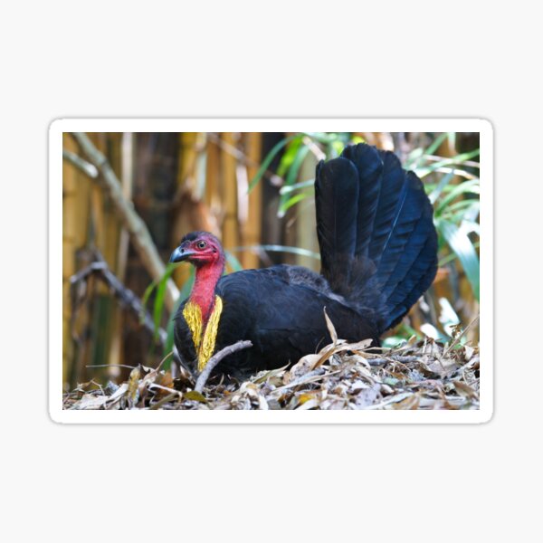 Australian Brush-turkey (male) Sticker
