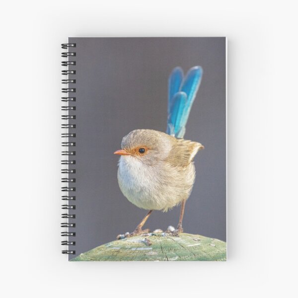 Item preview, female wren  designed and sold by Coen-87.