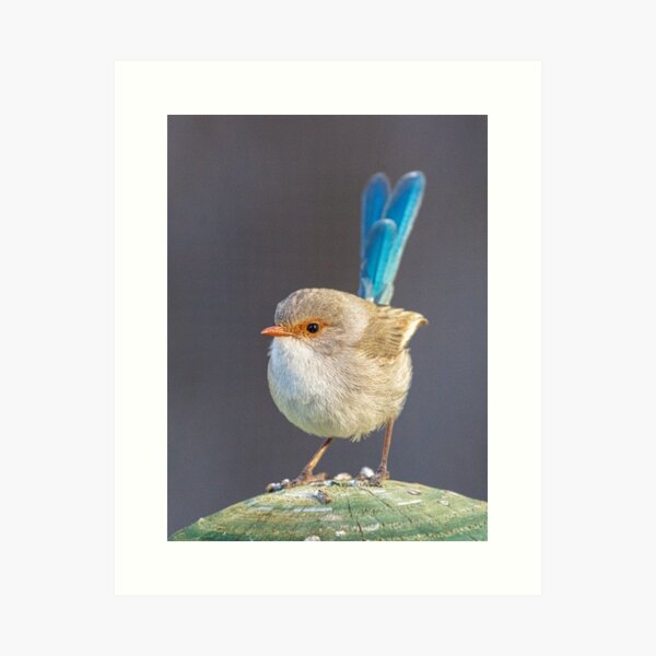 Item preview, female wren  designed and sold by Coen-87.