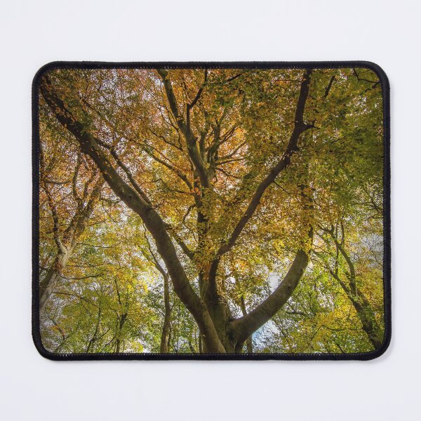 Item preview, Beech Trees designed and sold by Tony North.